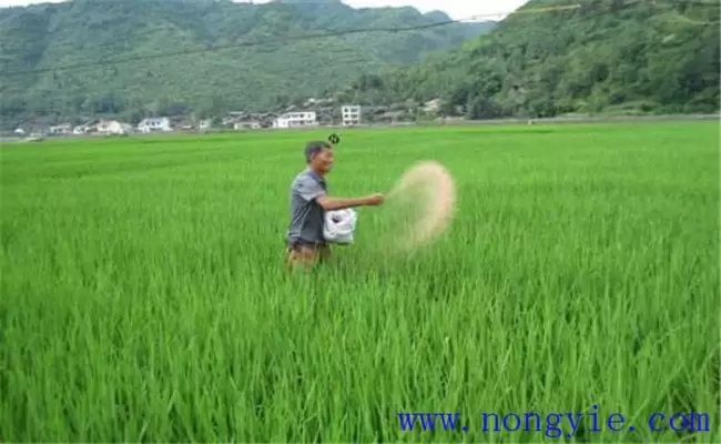 水稻用什么肥料好?水稻施肥需要注意的事项 水稻用什么肥料好?水稻施肥需要注意的事项