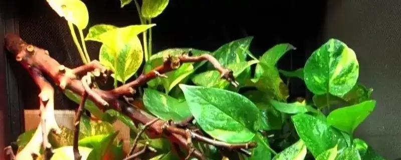 花掉叶子是什么原因 花掉叶子是什么原因