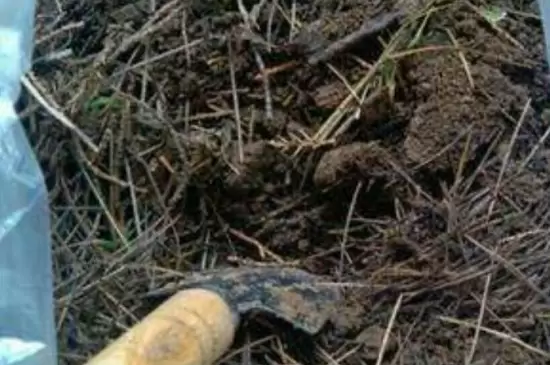 自然干枯的松树皮还要发酵吗 自然干枯的松树皮还要发酵吗