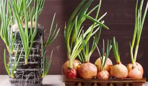 洋葱发芽了可以种植吗?洋葱发芽怎么种植 洋葱发芽了可以种植吗?洋葱发芽怎么种植