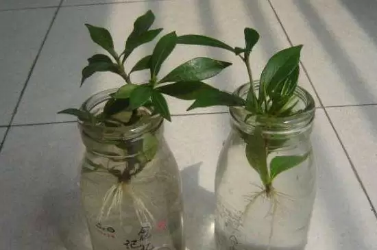 生根粉和多菌灵能一起灌根吗 生根粉和多菌灵能一起灌根吗