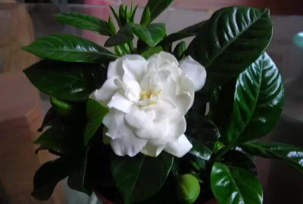 盆栽栀子花养殖方法 盆栽栀子花养殖方法