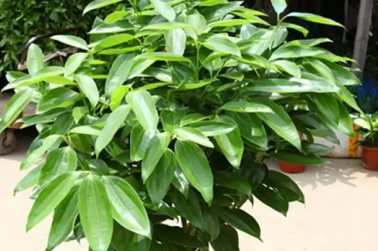 绿色植物晚上释放的是什么 绿色植物晚上释放的是什么