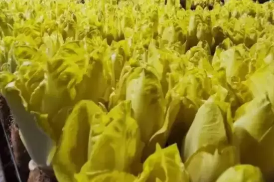 玉兰菜怎么种植 玉兰菜怎么种植