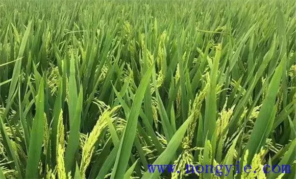 水稻颖壳张开、不灌浆原因是什么,如何解决? 水稻颖壳张开、不灌浆原因是什么,如何解决?