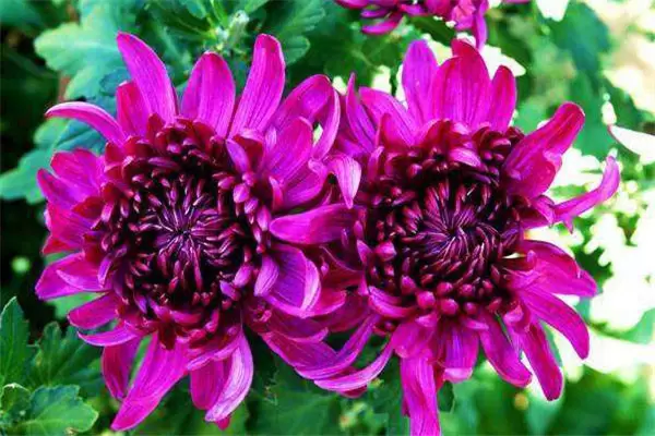 盆栽菊花怎么养 盆栽菊花怎么养