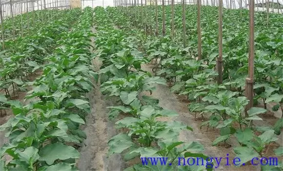温室茄子温度管理要求 温室茄子温度管理要求