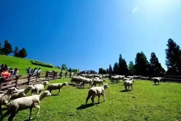 特色农业有哪些项目,哪些项目收益高 特色农业有哪些项目,哪些项目收益高