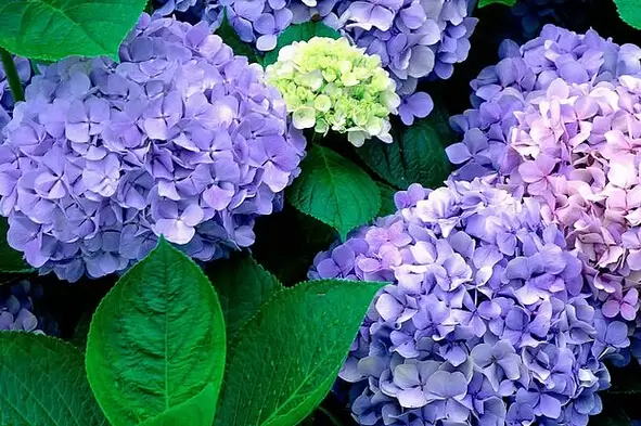 绣球花的种类及图片 绣球花的种类及图片