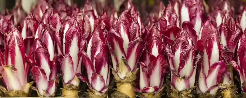 玉兰菜怎么种植 玉兰菜怎么种植