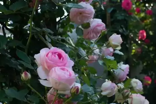 深粉龙沙宝石月季花开几季 深粉龙沙宝石月季花开几季