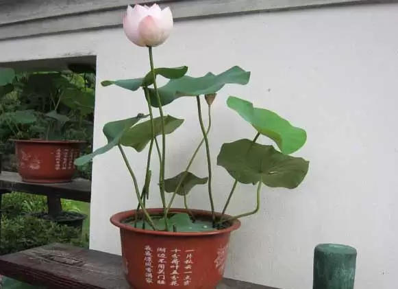 碗莲的种植方法 碗莲的种植方法