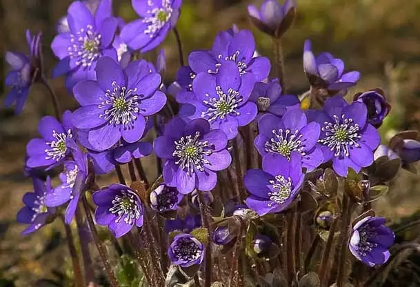 紫罗兰的花语是什么？