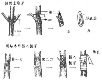 花卉繁殖