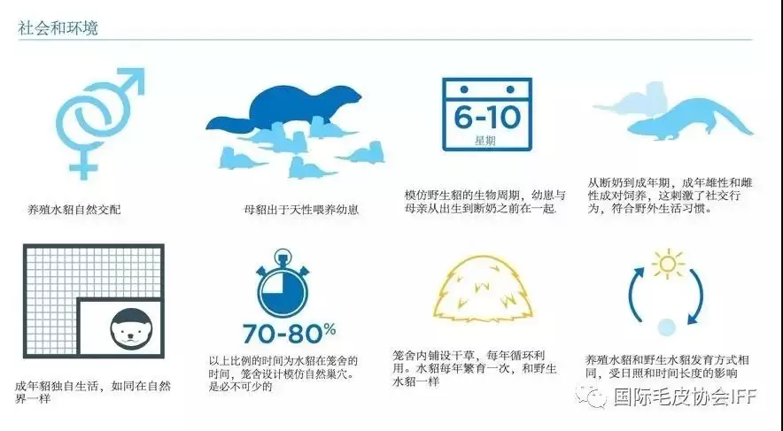 水貂是否属于野生动物插图 水貂是否属于野生动物插图