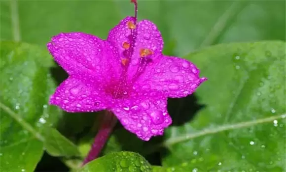 紫茉莉怎么种 紫茉莉怎么种