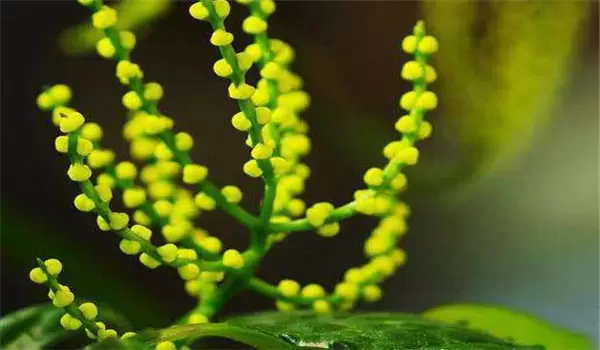 珠兰花的养殖方法简介 珠兰花的养殖方法简介