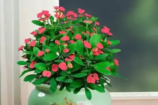 花上小白飞虫的消灭方法 花上小白飞虫的消灭方法