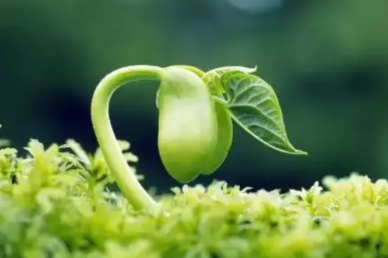 温度对植物生长的影响 温度对植物生长的影响