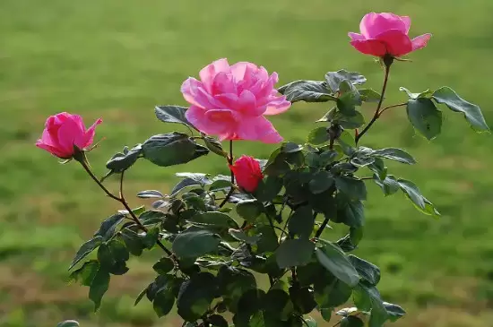 耐热又耐寒的花卉 耐热又耐寒的花卉