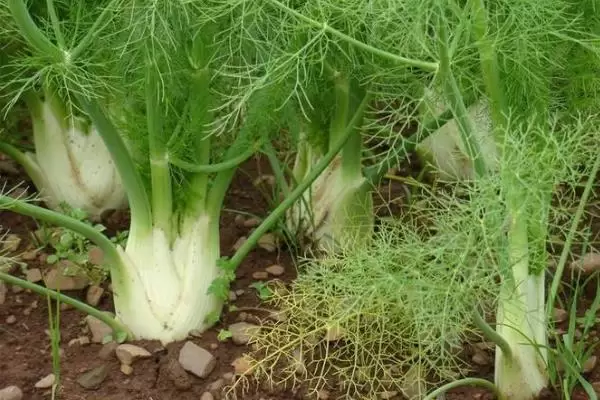 特种蔬菜种植项目有哪些,哪些种植前景好 特种蔬菜种植项目有哪些,哪些种植前景好