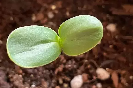 种子几天才能发芽 种子几天才能发芽
