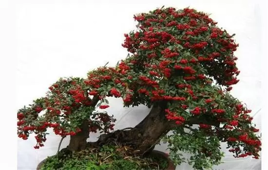 火棘如何盆栽?讲述火棘种植的那些细节问题 火棘如何盆栽?讲述火棘种植的那些细节问题