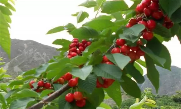 甜樱桃种植对土壤的要求 甜樱桃种植对土壤的要求