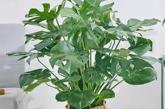 绿色植物晚上释放的是什么 绿色植物晚上释放的是什么