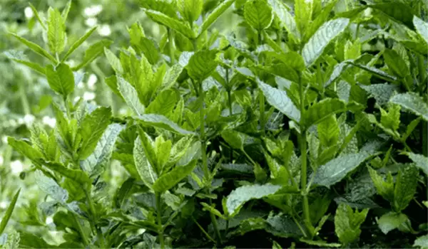 留兰香种植方法简介,怎样栽培留兰香 留兰香种植方法简介,怎样栽培留兰香