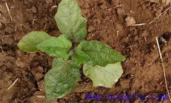 温室秋延后茄子怎样栽培 温室秋延后茄子怎样栽培