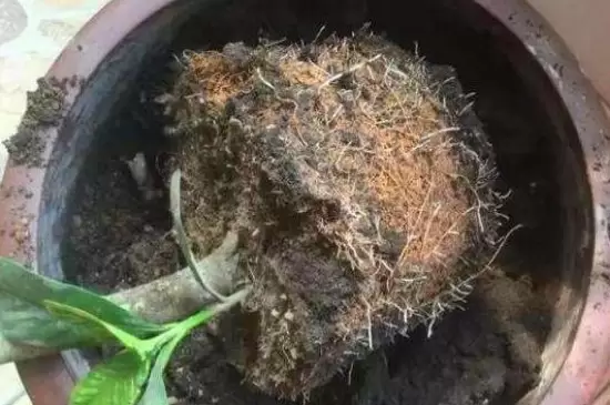 花盆里有蚯蚓是好还是坏 花盆里有蚯蚓是好还是坏
