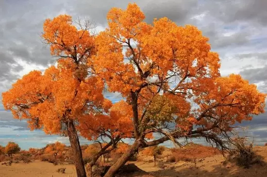 胡杨是沙漠植物吗 胡杨是沙漠植物吗