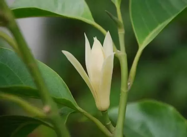 盆栽的白兰花该怎么养? 盆栽的白兰花该怎么养?