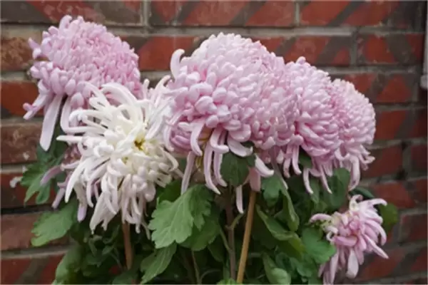盆栽菊花怎么养 盆栽菊花怎么养