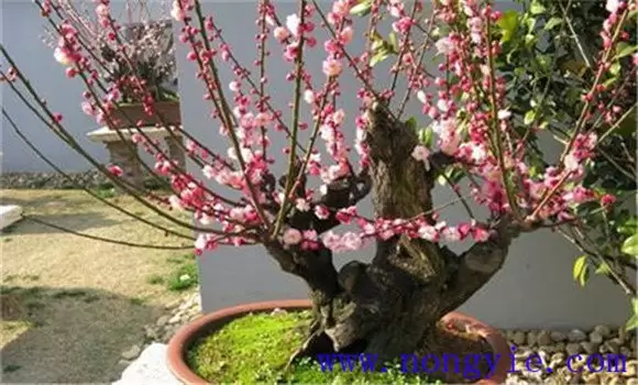 盆栽梅花怎么养 盆栽梅花怎么养
