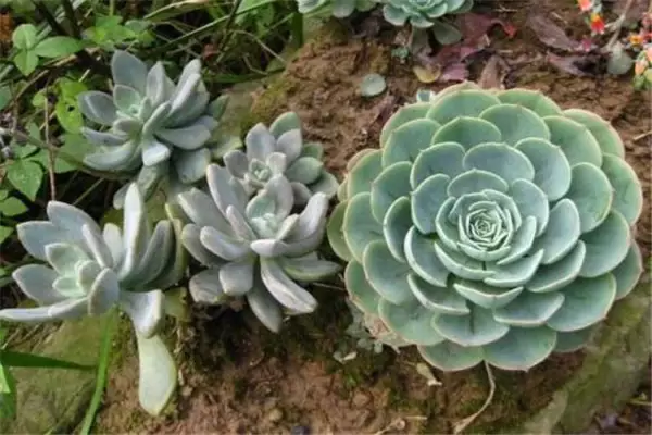 石莲花盆栽关键技术 石莲花盆栽关键技术