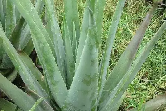 芦荟的品种及图片 芦荟的品种及图片