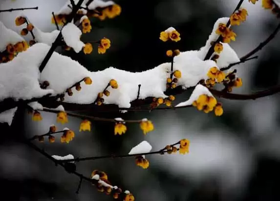 腊梅花的功效与作用 腊梅花的功效与作用