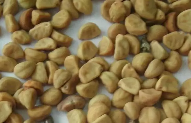 牵牛子的功效与作用 牵牛子的功效与作用
