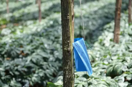 花叶上的小白虫怎么办 花叶上的小白虫怎么办