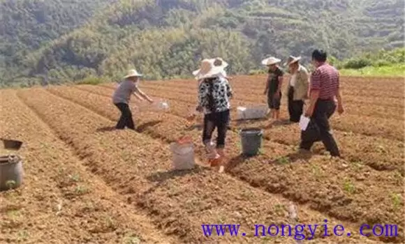 秋菜豆在栽培上应掌握哪些技术要点 秋菜豆在栽培上应掌握哪些技术要点