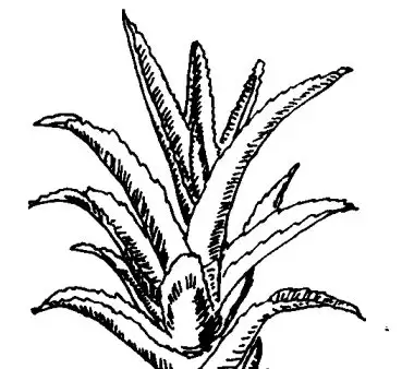 芦荟的功效