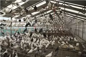 肉鸽养殖四大优势插图 肉鸽养殖四大优势插图