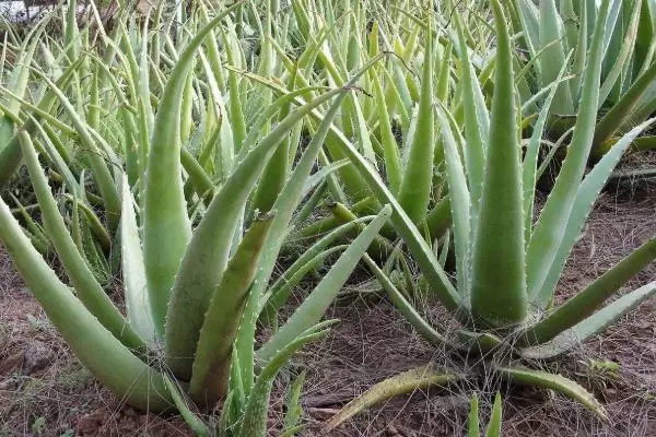特种蔬菜种植项目有哪些,哪些种植前景好 特种蔬菜种植项目有哪些,哪些种植前景好