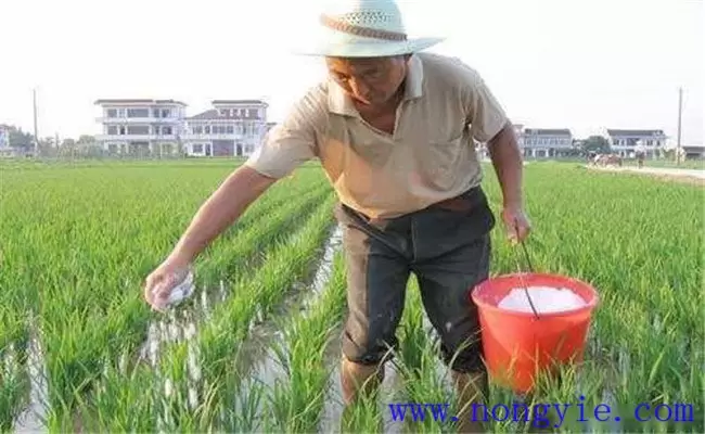 水稻用什么肥料好?水稻施肥需要注意的事项 水稻用什么肥料好?水稻施肥需要注意的事项