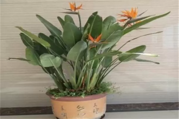 盆栽鹤望兰怎么养 盆栽鹤望兰怎么养