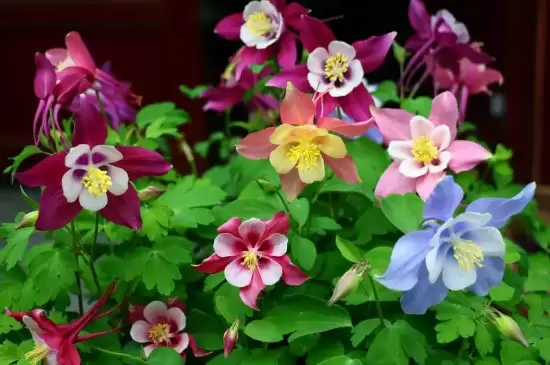 耧斗菜花语 耧斗菜花语