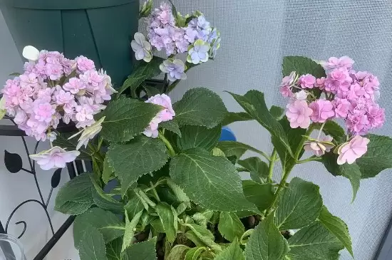 绣球花种子一般多久发芽