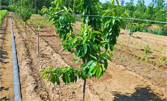 甜樱桃种植对土壤的要求 甜樱桃种植对土壤的要求